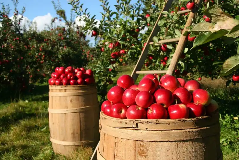 the 7 steps of becoming a food safety auditor 1647031909 8331